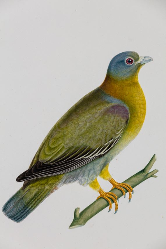 A Study of a Male Yellow-Footed Green Pigeon (Treron phoenicoptera) | MasterArt